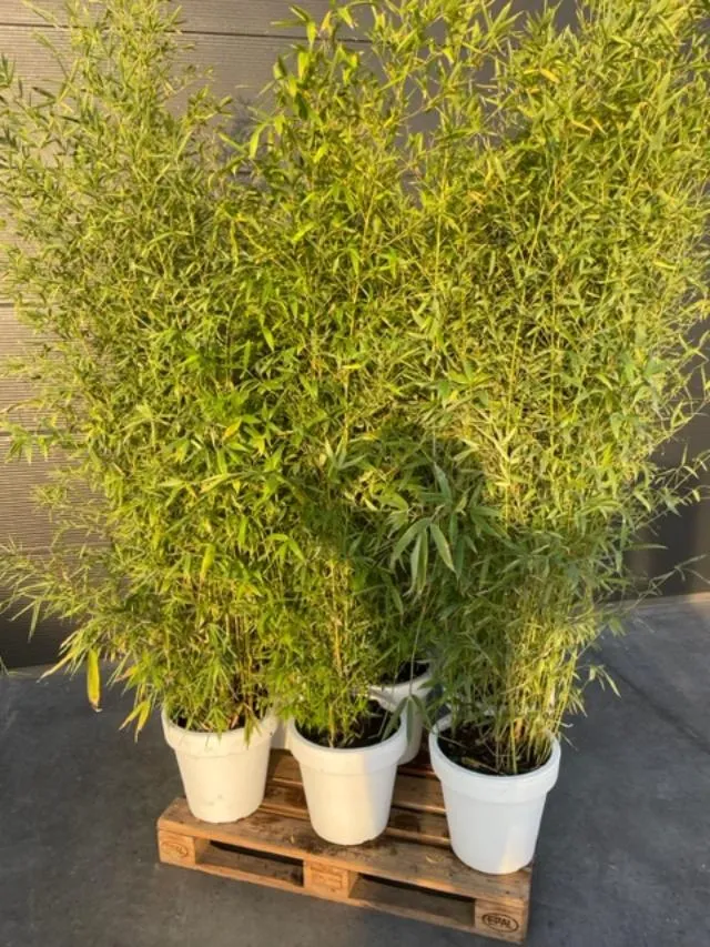 Bamboe - hoogte 200cm