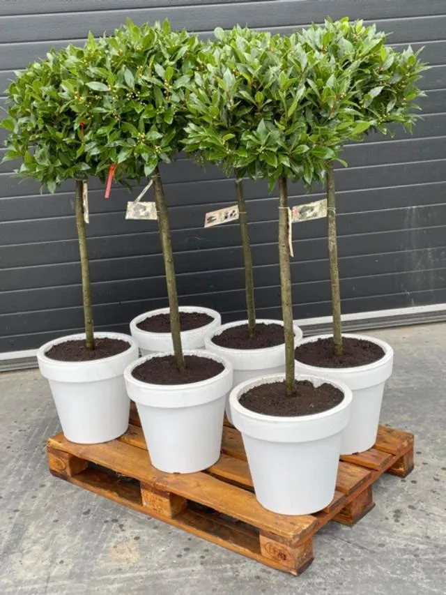 Laurier (bol op stam) - circa 150cm H