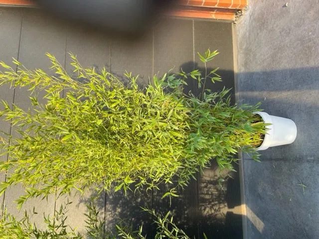 Bamboe - hoogte 200cm