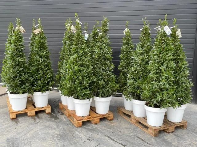 Laurier (piramide) - circa 180cm H