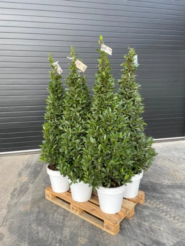 Laurier (piramide) - circa 180cm H